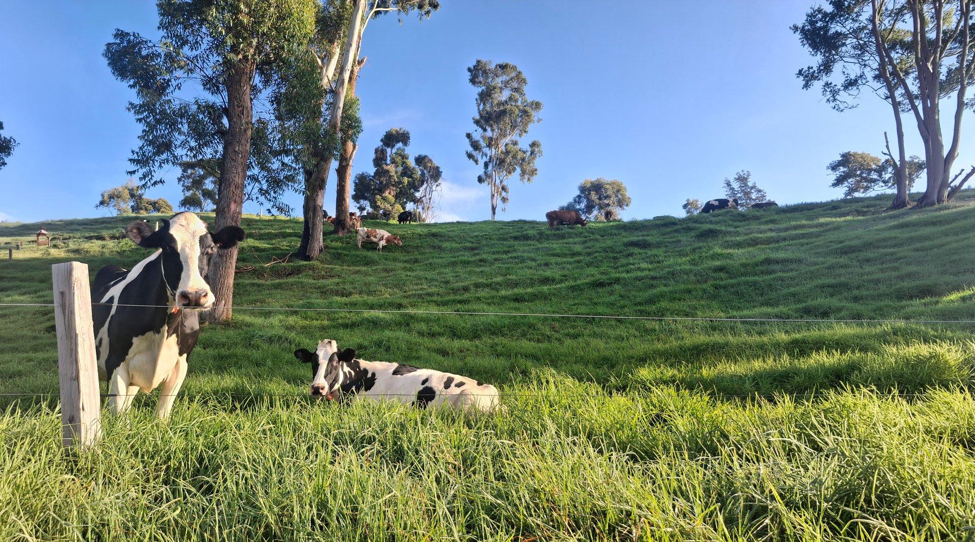 Finca lechera colombiana a la hora dorada